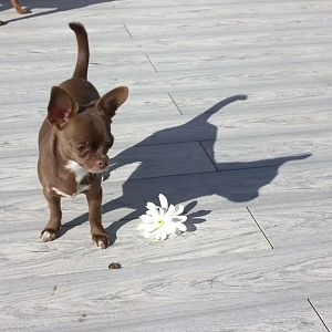 Террасная доска ДПК Bamberg Karelian Birch